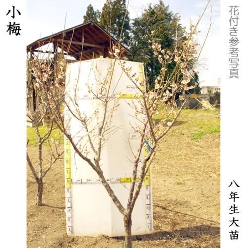 【順次出荷中】3年生苗◇ウメ(