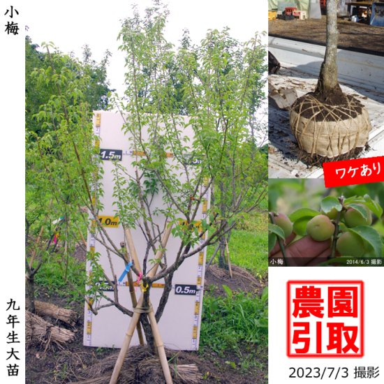 信濃クルミ 実生 1苗。 22年08撮影。 - 植物/観葉植物