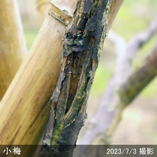 【予約商品】大苗◇ウメ(実梅)