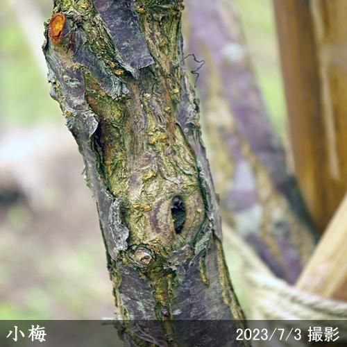 【予約商品】大苗◇ウメ(実梅)