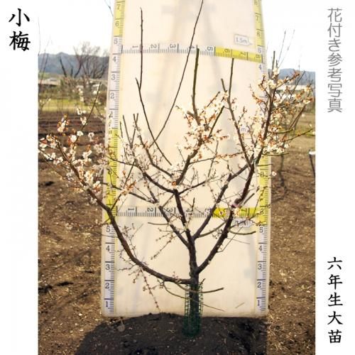 【予約商品】大苗◇ウメ(実梅)