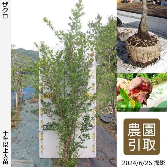 【順次引渡中】大苗◇ザクロ(柘