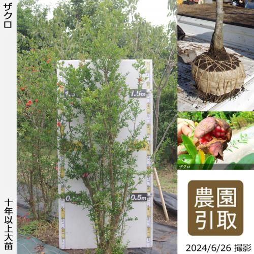 【順次引渡中】大苗◇ザクロ(柘