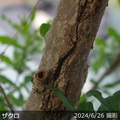 【順次引渡中】大苗◇ザクロ(柘
