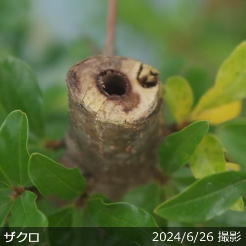 【順次引渡中】大苗◇ザクロ(柘