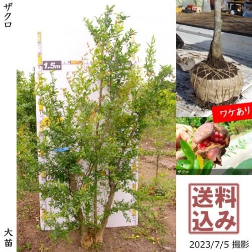 【順次引渡中】大苗◇ザクロ(柘