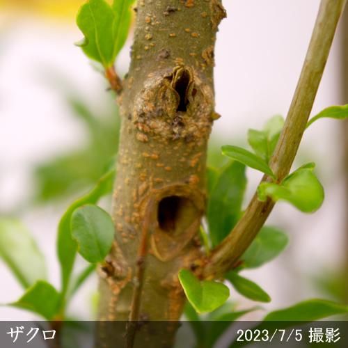 【順次引渡中】大苗◇ザクロ(柘