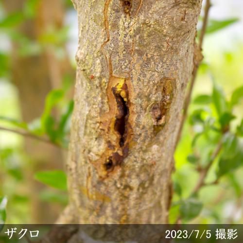 【順次引渡中】大苗◇ザクロ(柘