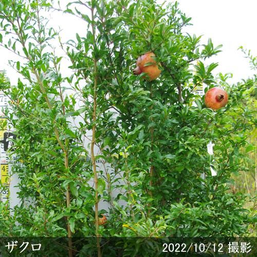 【順次引渡中】大苗◇ザクロ(柘
