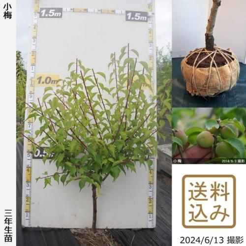 【2025年度予約商品】大苗◇