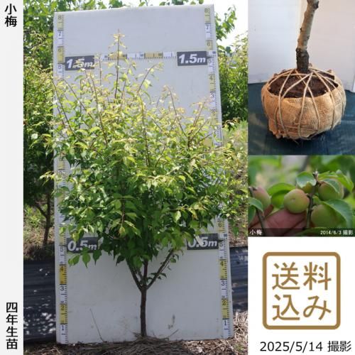 <img class='new_mark_img1' src='https://img.shop-pro.jp/img/new/icons14.gif' style='border:none;display:inline;margin:0px;padding:0px;width:auto;' />2025ǯͽʡġ()()[Ϸ 2022ǯ:L]
