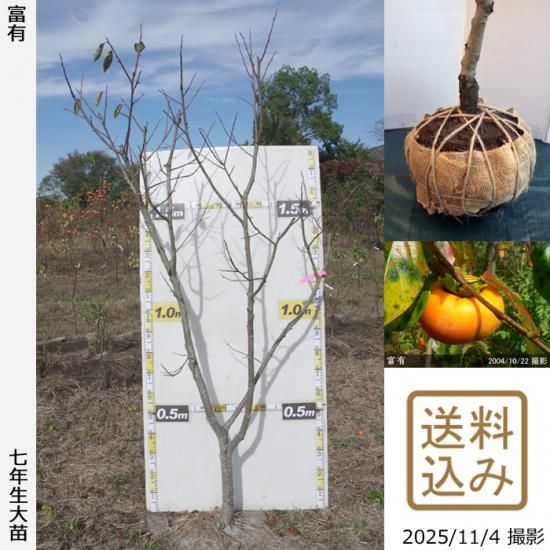 【順次出荷中】大苗◇カキ(甘柿