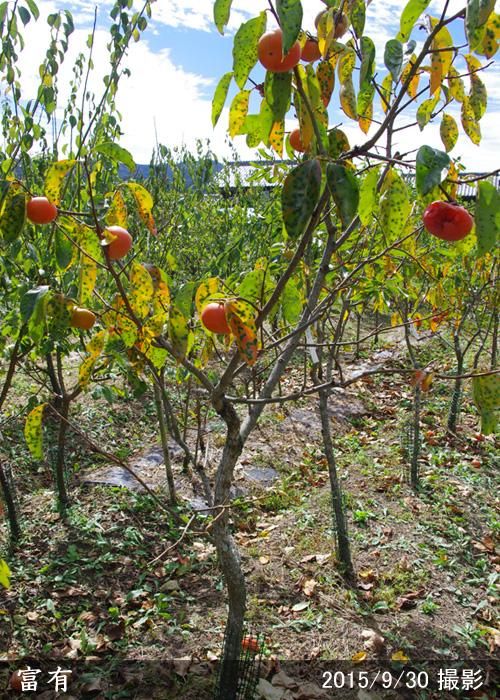 【順次出荷中】大苗◇カキ(甘柿