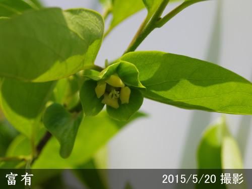 【順次出荷中】大苗◇カキ(甘柿