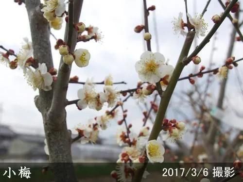 【予約商品】大苗◇ウメ(実梅)