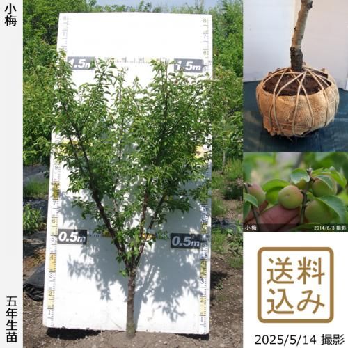 <img class='new_mark_img1' src='https://img.shop-pro.jp/img/new/icons14.gif' style='border:none;display:inline;margin:0px;padding:0px;width:auto;' />2025ǯͽʡġ()()[Ϸ2021ǯ:LL]緿