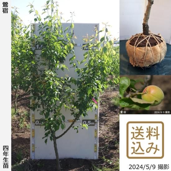 【順次出荷中】大苗◇ウメ(実梅