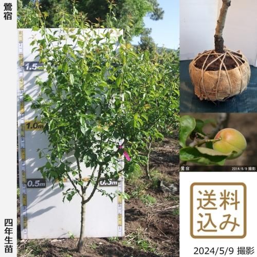 【順次出荷中】大苗◇ウメ(実梅