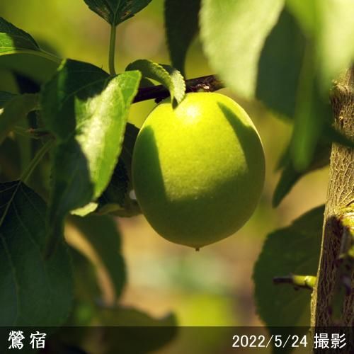 【順次出荷中】大苗◇ウメ(実梅
