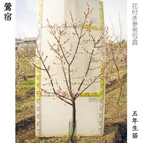 【順次出荷中】大苗◇ウメ(実梅