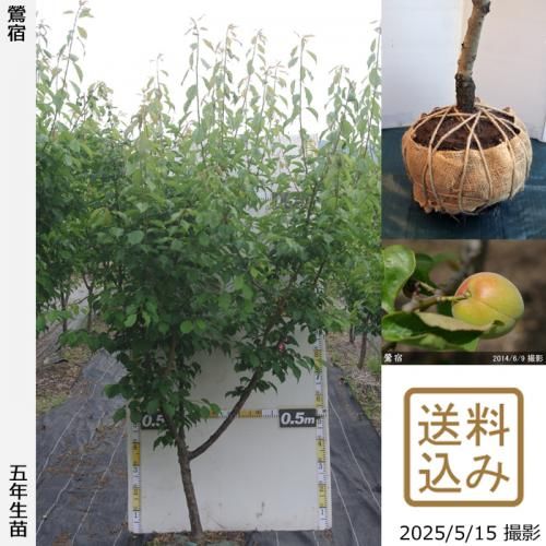 <img class='new_mark_img1' src='https://img.shop-pro.jp/img/new/icons14.gif' style='border:none;display:inline;margin:0px;padding:0px;width:auto;' />2025ǯͽʡġ()(夯)[Ϸ 2021ǯ:3L]ռӡ緿