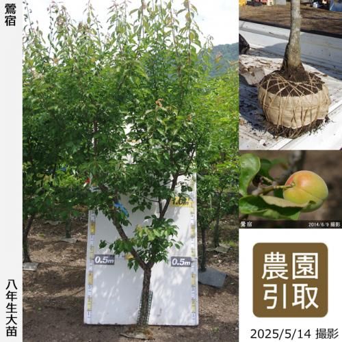 <img class='new_mark_img1' src='https://img.shop-pro.jp/img/new/icons14.gif' style='border:none;display:inline;margin:0px;padding:0px;width:auto;' />2025ǯͽʡġ()(夯)[Ϸ 2018ǯ:4L]ռӡΤ