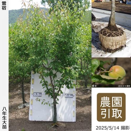 <img class='new_mark_img1' src='https://img.shop-pro.jp/img/new/icons14.gif' style='border:none;display:inline;margin:0px;padding:0px;width:auto;' />2025ǯͽʡġ()(夯)[Ϸ 2018ǯ:3L]ռӡΤ