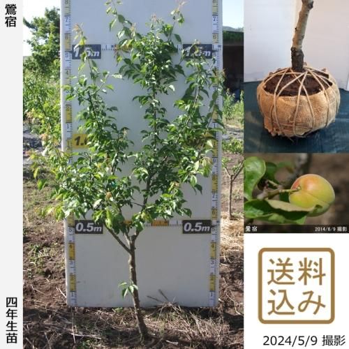 【2025年度予約商品】大苗◇