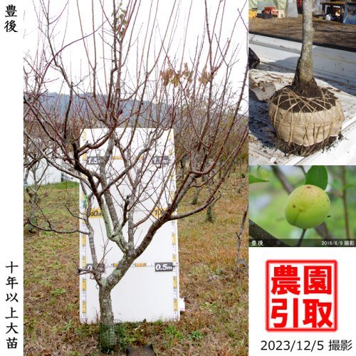 豊後]梅(ウメ,うめ)の地堀大苗 - 果樹苗・大苗・苗木販売の隅田農園