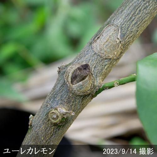 【順次出荷中】◇【注意!農薬使