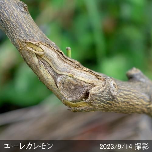【順次出荷中】◇【注意!農薬使