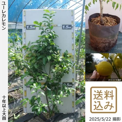 <img class='new_mark_img1' src='https://img.shop-pro.jp/img/new/icons14.gif' style='border:none;display:inline;margin:0px;padding:0px;width:auto;' />ڽ缡вۡաѡۡڥॷﳲġ (ݦݨ)桼쥫[ݥå 2016ǯ:M]ռӡ