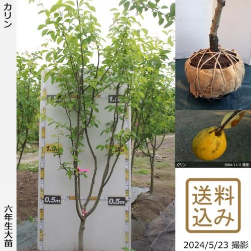 ġ()[Ϸ 2019ǯ:3L]緿