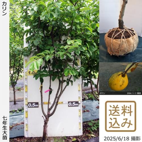 <img class='new_mark_img1' src='https://img.shop-pro.jp/img/new/icons14.gif' style='border:none;display:inline;margin:0px;padding:0px;width:auto;' />2025ǯͽʡġ()[Ϸ 2019ǯ:3L]ռӡ緿