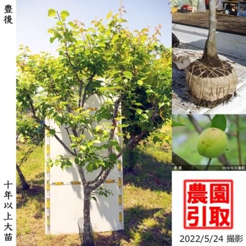 【順次引渡中】大苗◇ウメ(実梅