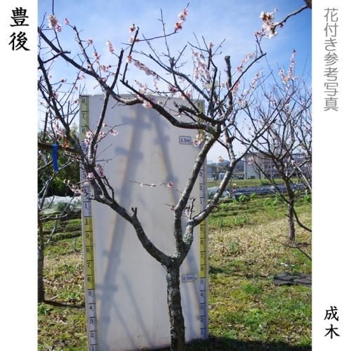 【順次引渡中】大苗◇ウメ(実梅