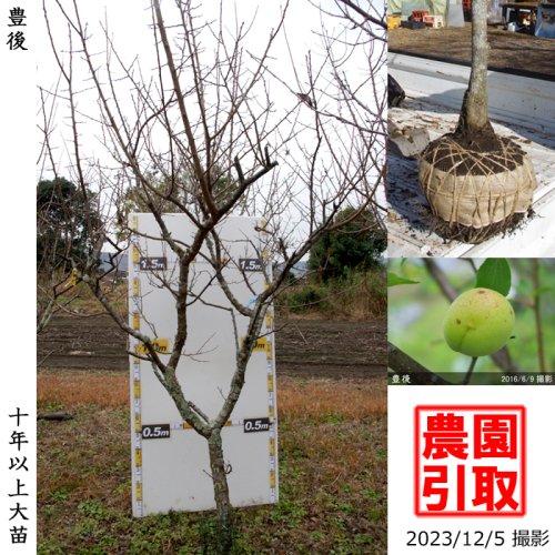 豊後]梅(ウメ,うめ)の地堀大苗 - 果樹苗・大苗・苗木販売の隅田農園