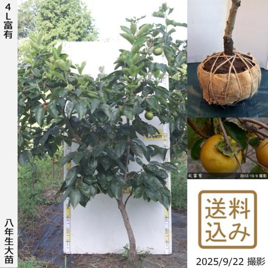 【2025年度予約商品】大苗◇