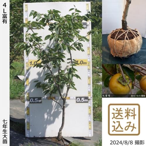 ġ(ų) 4Lͭ(դ椦)[Ϸ 2018ǯ:3L]Τ