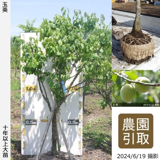 【予約商品】大苗◇ウメ(実梅)