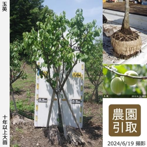【予約商品】大苗◇ウメ(実梅)
