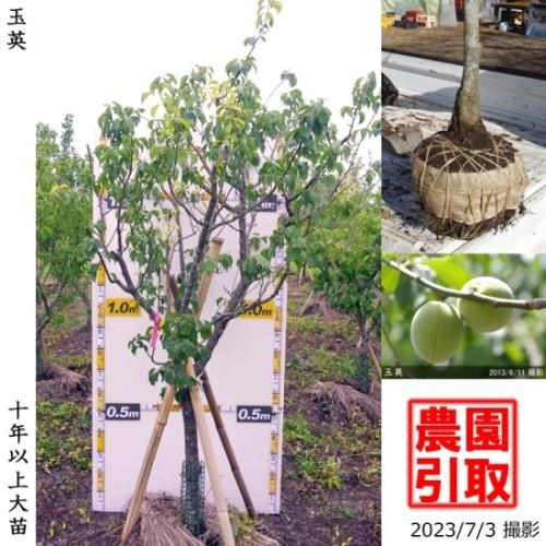 【予約商品】大苗◇ウメ(実梅)