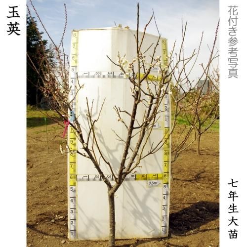 【予約商品】大苗◇ウメ(実梅)