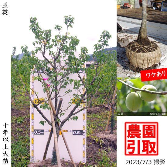 ウメ(実梅)玉英(ぎょくえい)地掘大苗 - 果樹苗・大苗・苗木販売の隅田