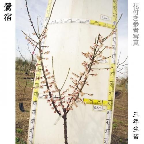 【2025年度予約商品】大苗◇