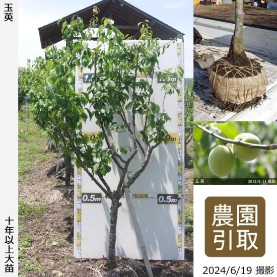 【予約商品】大苗◇ウメ(実梅)