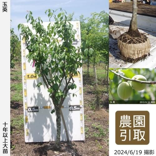 【予約商品】大苗◇ウメ(実梅)