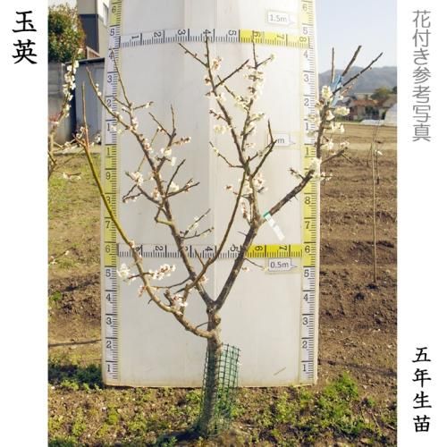 【予約商品】大苗◇ウメ(実梅)
