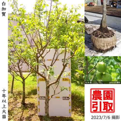 白加賀]梅(ウメ,うめ)の地堀大苗 - 果樹苗・大苗・苗木販売の隅田農園