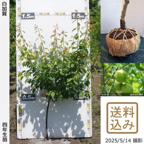 <img class='new_mark_img1' src='https://img.shop-pro.jp/img/new/icons14.gif' style='border:none;display:inline;margin:0px;padding:0px;width:auto;' />2025ǯͽʡġ() ò(餫)[Ϸ 2022ǯ:M]ռӡ